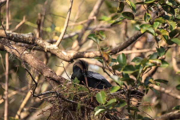 Pássaro fêmea Anhinga chamado Anhinga anhinga faz um ninho — Fotografia de Stock