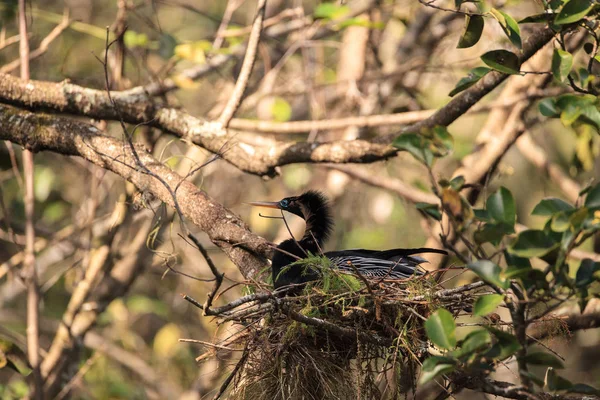 Hembra Anhinga ave llamada Anhinga anhinga hace un nido — Foto de Stock