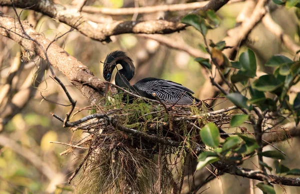 Hembra Anhinga ave llamada Anhinga anhinga hace un nido —  Fotos de Stock
