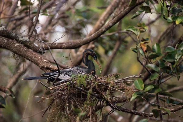 Pássaro fêmea Anhinga chamado Anhinga anhinga faz um ninho — Fotografia de Stock