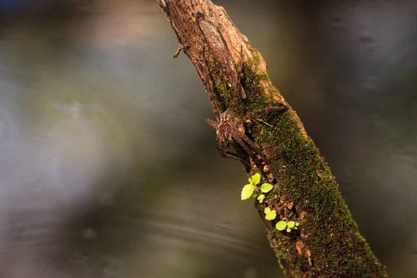 Беременная рыбалка паук Доломедес tenebrosus окуни на кусок — стоковое фото