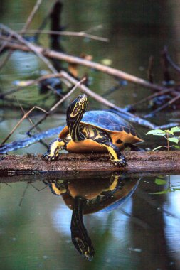 Florida redbelly kaplumbağa Pseudemys nelson bir selvi lo oturuyor