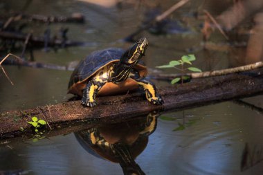 Florida redbelly kaplumbağa Pseudemys nelson bir selvi lo oturuyor