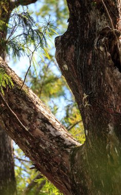 Hayalet orkide Dendrophylax lindenii blooms bir kel servi ağacı üzerinde