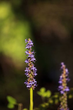 Bir pickerelweed üzerinde mor çiçekler Pontederia cordata pantolon