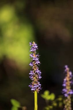 Bir pickerelweed üzerinde mor çiçekler Pontederia cordata pantolon 