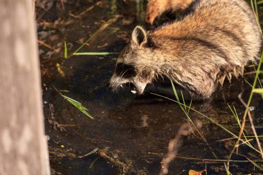 Raccoon Procyon lotor forages for food clipart