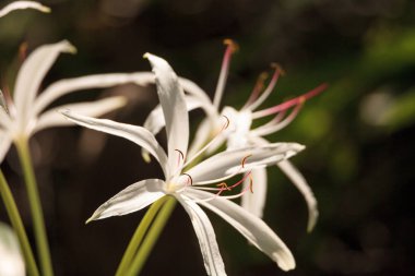 Beyaz bataklık lily çiçek Crinum americanum