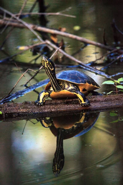 Florida roodbuikschildpad Pseudemys nelson zitstangen op een cipres lo — Stockfoto