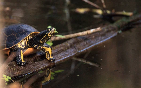 Florida redbelly tartaruga Pseudemys nelson appollaiati su un cipresso lo — Foto Stock