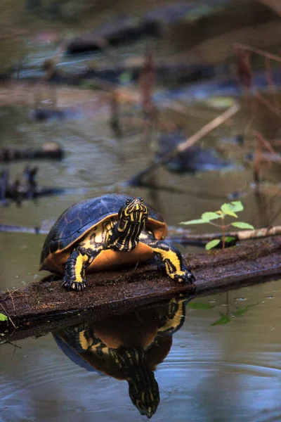 Florida redbelly tartaruga Pseudemys Nelson poleiros em um cipreste lo — Fotografia de Stock