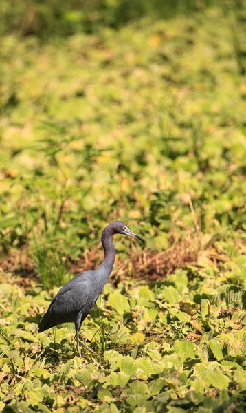 Blaureiher-Vogel Egretta caerulea jagt Frösche — Stockfoto