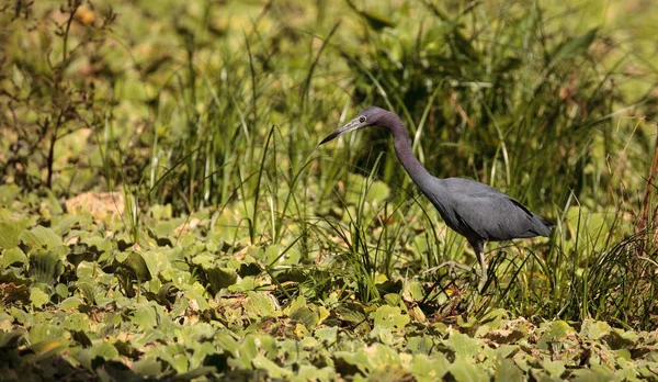 Little blue heron bird Egretta caerulea hunts for frogs — Stock Photo, Image