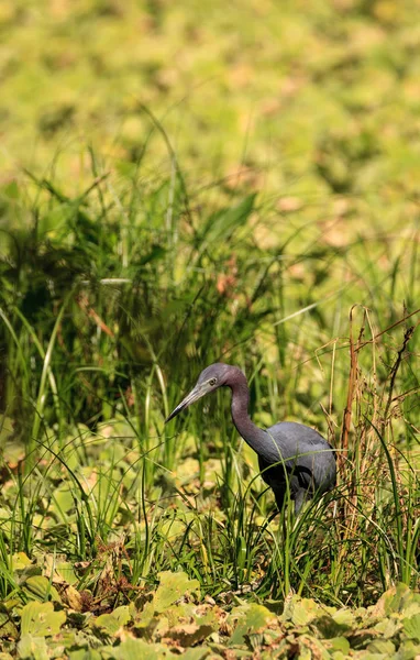 Blaureiher-Vogel Egretta caerulea jagt Frösche — Stockfoto