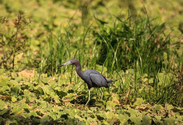 Little blue heron bird Egretta caerulea hunts for frogs — Stock Photo, Image