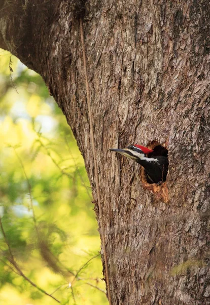 それから男性カンムリキツツキ鳥 Dryocopus pileatus ピアします。 — ストック写真