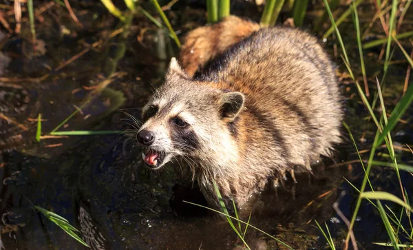 Raccoon Procyon lotor mencari makanan — Stok Foto