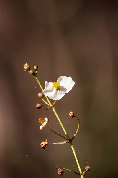 Wasserviolett hottonia palustris Blumen — Stockfoto