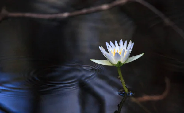 Lírio de água branca Ninfeia floresce — Fotografia de Stock