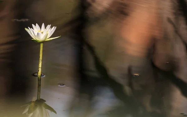 Біла Вода лілія розквітає Nymphaea — стокове фото