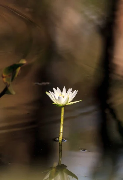 Біла Вода лілія розквітає Nymphaea — стокове фото