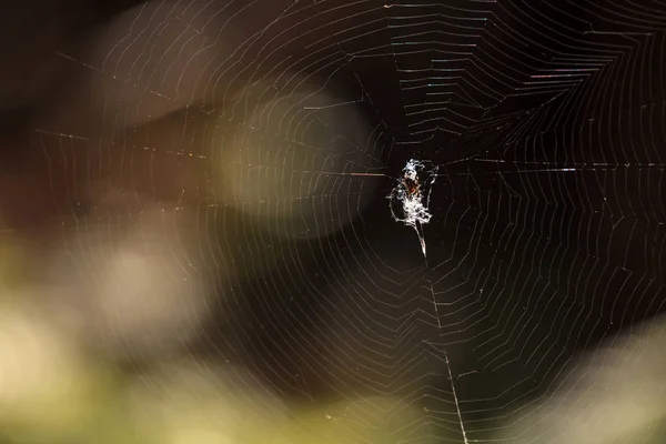 Negru și galben Argiope Spider Argiope aurantia — Fotografie, imagine de stoc