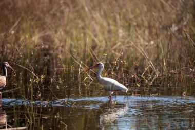 Amerikan AK aynağı Eudocimus albus kuş