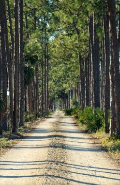 Ormanlık yol ağaçlı bir bataklığa doğru