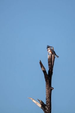 Kuşaklı Kingfisher Megaceryle alcyon kadar yüksekten bir ağaçta oturuyor.