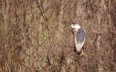 Gece balıkçılı kara tepeli sorusorması Nycticorax nycticorax
