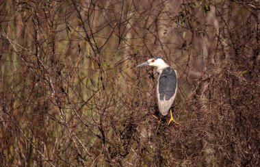 Gece balıkçılı kara tepeli sorusorması Nycticorax nycticorax