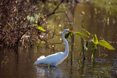 Büyük ak balıkçıl kuş, Ardea alba, bir bataklık