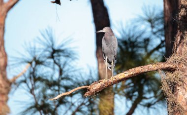 Küçük mavi balıkçıl kuş Egretta caerulea