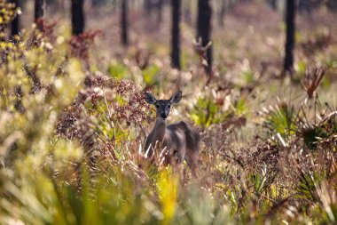Ak kuyruklu geyik Odocoileus virginianus