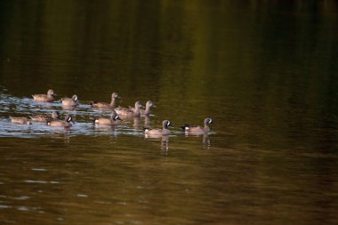 Mavi kanatlı deniz mavisi sürüsü Anas discors ördekler