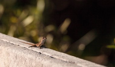 Kahverengi anole Küba Anolis sagrei tünemiş bir çit üzerinde