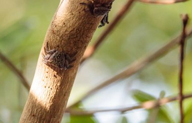 Mangrov ağaç Yengeç topraklama pisonii satır ağaçlar