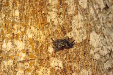 Mangrov ağaç Yengeç topraklama pisonii satır ağaçlar