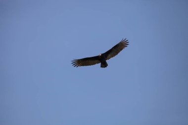 Hindi akbabası Cathartes aura daireler bir bataklık yüksek
