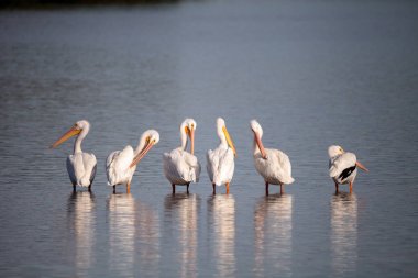 Amerikan beyaz Pelikan Pelecanus erythrorhynchos