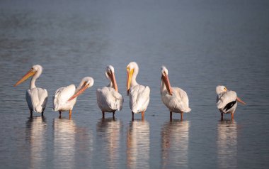 Amerikan beyaz Pelikan Pelecanus erythrorhynchos