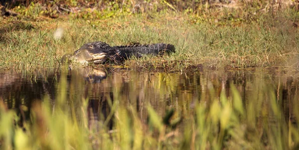 Amerikaanse alligator Alligator mississippiensis — Stockfoto