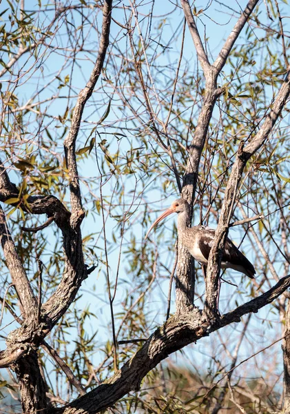 Ibis αμερικανικό λευκό πουλί albus Eudocimus — Φωτογραφία Αρχείου