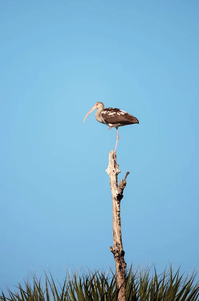 Ibis amerykański biały Eudocimus albus ptak — Zdjęcie stockowe