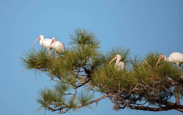 Ibis blanc Eudocimus albus oiseau — Photo