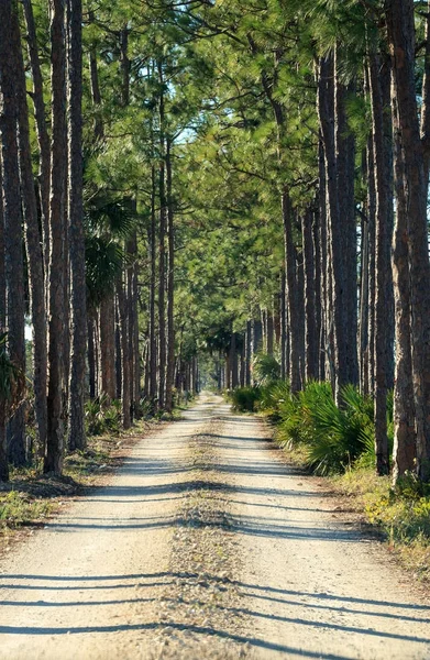 Estrada arborizada arborizada a caminho de um pântano — Fotografia de Stock