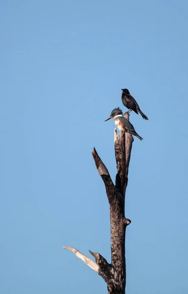 Bältade Kingfisher Megaceryle alcyon sittpinnar högt upp i ett träd — Stockfoto