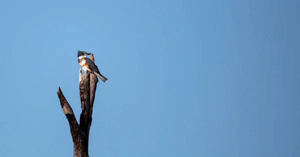 Opasane Kingfisher Megaceryle alcyon okonie wysoko na drzewie — Zdjęcie stockowe