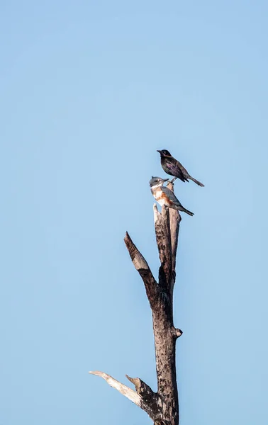 Belted Kingfisher Megaceryle alcyon perches high up in a tree — Stock Photo, Image