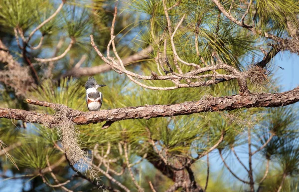 Kingfisher ceinture Megaceryle alcyon perches haut dans un arbre — Photo